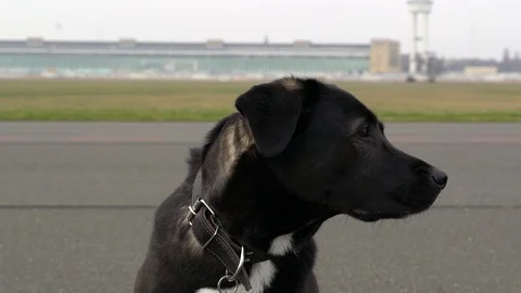 Slow motion of adorable black Labrador at Tempelhof Field, Berlin, Germany. Stock-Footage 105557322