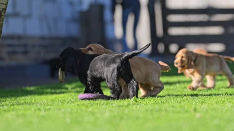 Slow motion of adorable spaniel pups having fun. Stock Footage 315699726