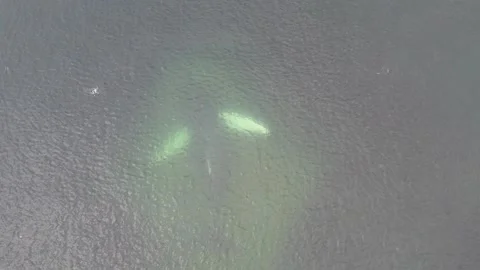 Slow Motion Aerial Close Up of Humpback Swimming and Blowing Vídeos de archivo 201019398