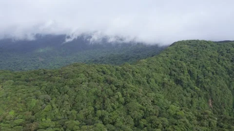 Slow motion aerial drone pan of high elevation Monteverde cloud forest Stock Footage 339880080