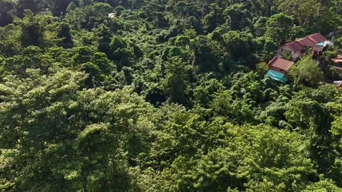 Slow Motion Aerial Flight Over Lush Forest Canopy Rural Palawan Philippines Stock Footage 326836441