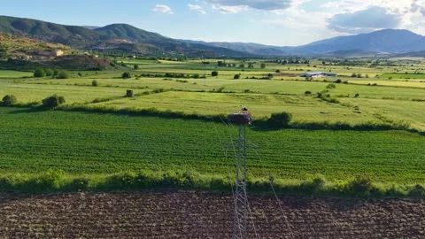 Slow Motion Aerial Flight Over Stork Nest and Green Fields Stock-Footage 345927778
