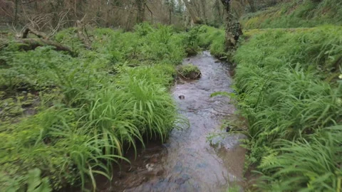 Slow motion aerial looking back following a woodland stream Stock Footage 252532777