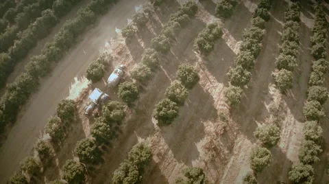 Slow motion aerial top view of a tractor on an oranges  field. Seville, Spain. Stock Footage 40550020