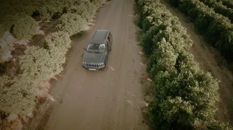 Slow motion aerial top view of an orange trees field. Seville, Spain. Stock Footage 40646875