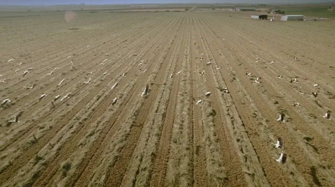 Slow motion aerial top view of a cultivated field. Seville, Spain. Stock Footage 40646970