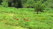 Slow Motion Aerial Video Of Wild Deer Running In National Park Yala In Sri Lanka Stock Footage