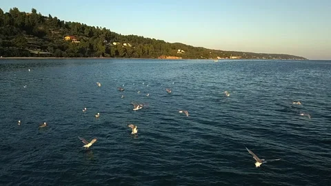 Slow motion aerial view of large flock of seagulls 스톡 동영상 219782574
