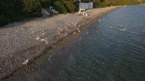 Slow motion aerial view of large flock of seagulls Stock Footage 219783063