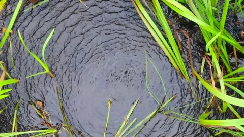 Slow motion: Aerial view over the water grass Stock Footage 73981942