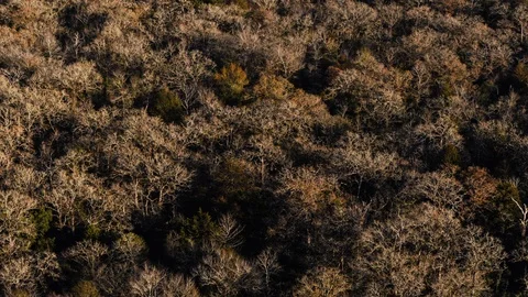 Slow-motion aerial view over autumn Texas forest 動画素材 122656371