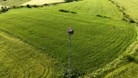 Slow Motion Aerial View of Stork Nest Over Green Farmland Stock-Footage 345962599