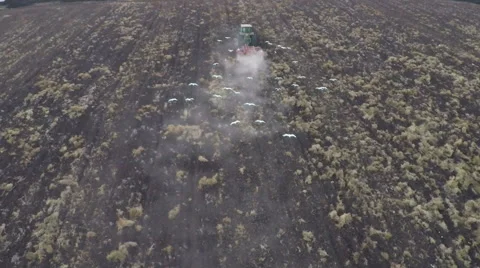 Slow motion, aerial view of tractor plowing a field with flock of cattle egrets Video stock 55534255