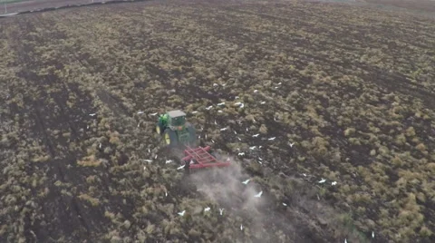 Slow motion, aerial view of tractor plowing a field with flock of cattle egrets Video stock 55534851