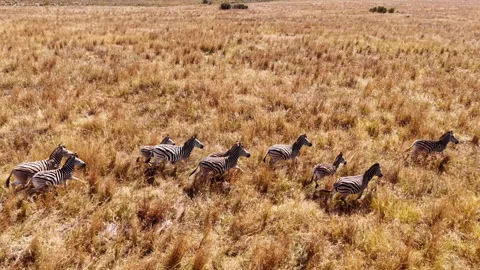 Slow motion aerial view of zebra herd running across African savanna 動画素材 340539261