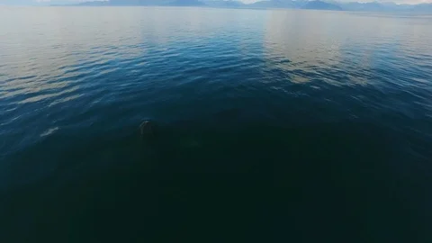 Slow motion aerial of whale breaching, blowing air from blowholes, Alaska Vidéo 123743404