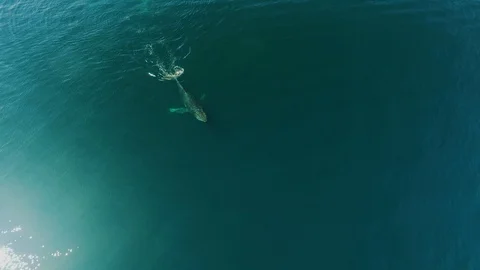 Slow motion aerial of whale emerging and diving into dark blue ocean, Alaska Vidéo 123743209