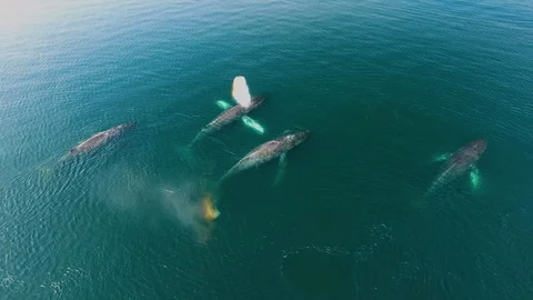 Slow motion aerial of whale herd, swimming in blue ocean, blowing air, Alaska Stock Footage