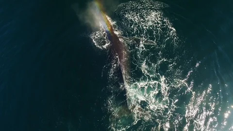 Slow motion aerial of whale playing, turning around in blue ocean, Alaska Stock Footage