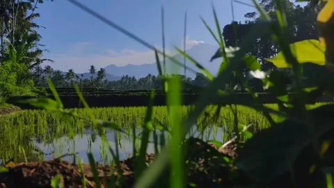 Slow motion aesthetic Video stock 244979866