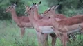 Slow Motion African Antelope in Rain, Kruger National Park HD Footage