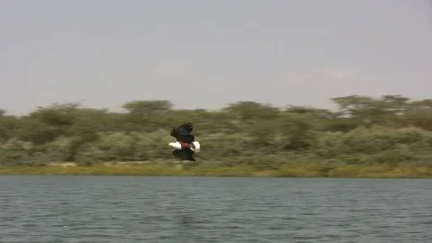 A slow motion of african fish eagle catching a fish in a lake Stock Footage 98617400