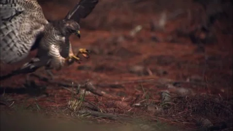Slow Motion African Goshawk Hunting Strike, Raptor Predator Attack, 4K Stock Footage 337055285