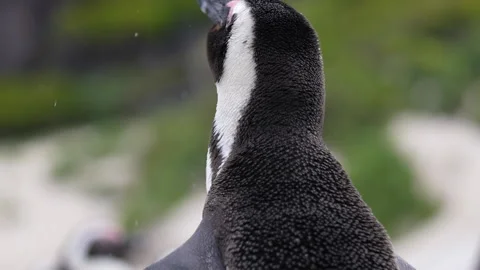 Slow Motion, African Penguin Spreading Wings and Shaking, Close Up. Wild Stock Footage 232590410