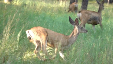 Slow Motion of Aggressive yearling doe harassing and chasing a stranger doe Stock Footage 111740748