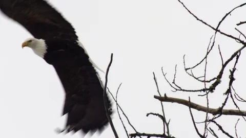 Slow Motion: Alaskan Bald Eagle Leaving Tree Stock Footage 72744219