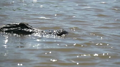 Slow motion alligator Stock Footage 54879828