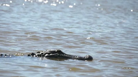 Slow motion alligator Stock Footage 54880576