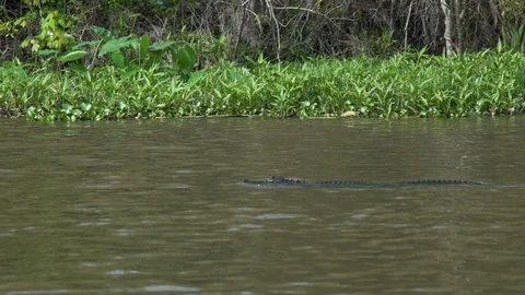 Slow Motion Alligator 動画素材 95198421