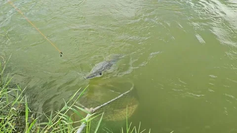 Slow Motion Alligator Gar Caught In Landing Net Stock Footage 338438781