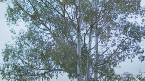 Slow motion along a large eucalyptus tree. Stock Footage 329167112