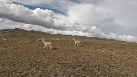 Slow Motion of Alpacas in a landscape of the Peruvian Andes Stock Footage 229582484