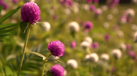 Slow motion amaranth flower blown by the wind Stock Footage 68075919