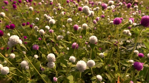 Slow motion amaranth flower blown by the wind Stock Footage 68078478