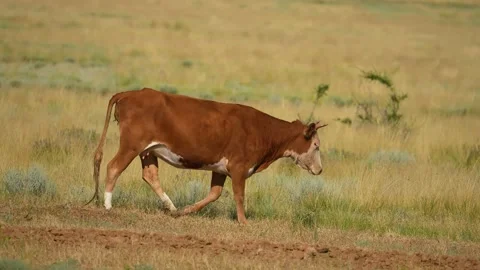 Slow Motion Amazing milk cows on the beautiful meadow. Video stock 201171073