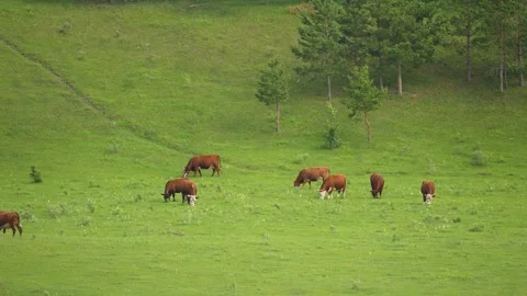 Slow Motion Amazing milk cows on the beautiful meadow. 4k footage Stock Footage 202005647