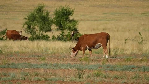 Slow Motion Amazing milk cows on the beautiful meadow. 4k footage Stock Footage 202006309