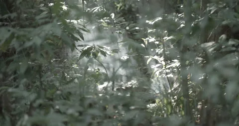 Slow motion amazon florest Stock Footage 151366189