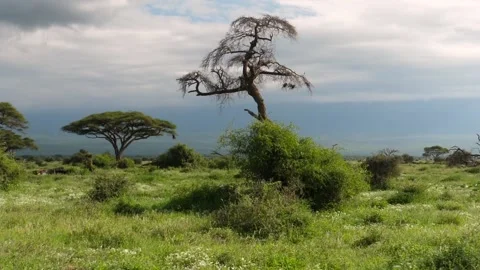Slow motion Amboseli landscape Stock Footage 134111002