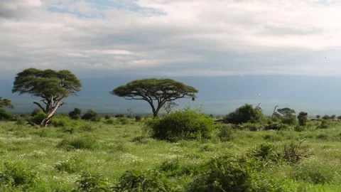 Slow motion amboseli landscape Stock Footage 134111245