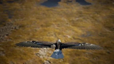 Slow motion american bald eagle in flight over alaskan mountains Stock Footage 148161288