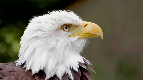Slow Motion American Bald Eagle, Raptor Wildlife Animal Beak, Freedom Wings Stock Footage 162404846
