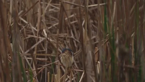 Slow Motion American Bittern Preening in Marsh Vegetation Stock Footage 337171204