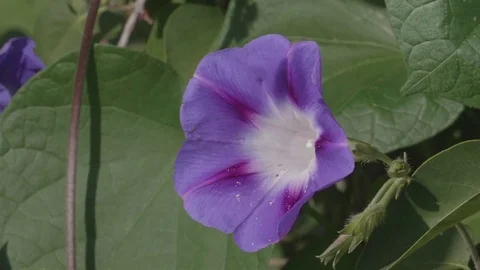 Slow Motion of American Bumble Bee Pollenating Flower Video stock 79661440