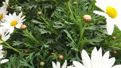 Slow motion among white daisies Stock Footage 237565093