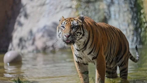 Slow-motion of an Amur tiger diving into a lake, enjoying the summer heat and Stock Footage 299654007